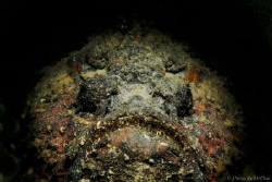 Hiding in the dark

Stone fish (Synanceia verrucosa)
F... by Mr Chai 